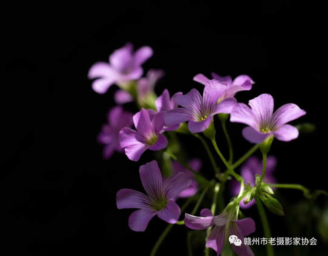 刘影萍静物摄影作品欣赏