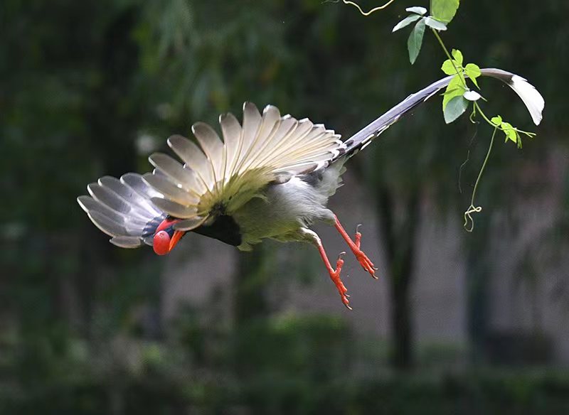 湖大校园欢跳的鸟儿