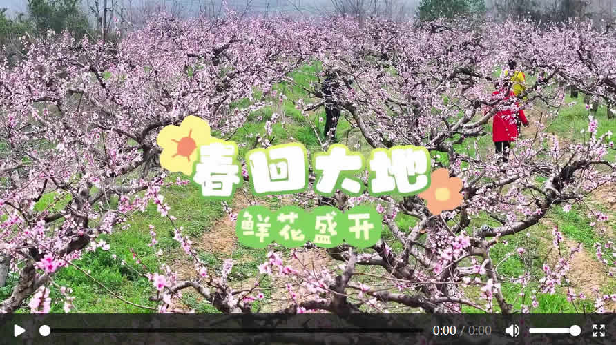 春回华容大地 桃花油菜花竞开