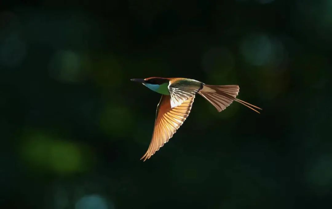 摄影艺术作品展